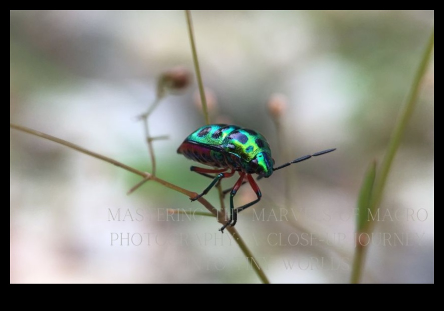 The Art of Small: Macro Photography Exploration Exploration în detalii subtile